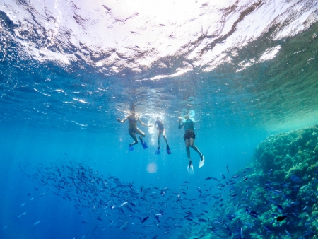 جولة بيت الدولفين في مرسى علم (شعب صمداي)